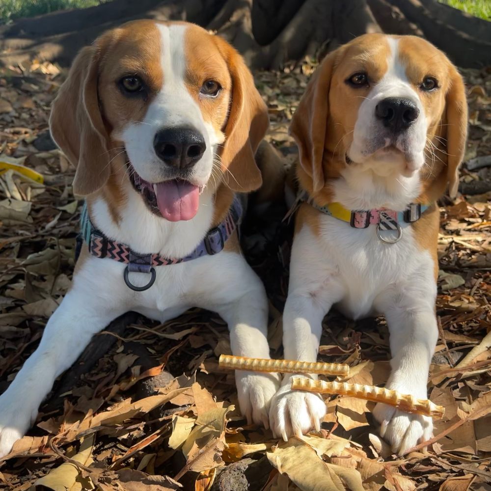 2 beagles on an autumn day ith sark cartilage on their paws Bonza Dog Treats