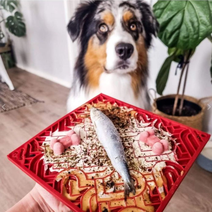 Sodapup Heats Love eMat Red enrichment feeder for dogs filled being held in front of a white brown and black long haired dog who is sitting down