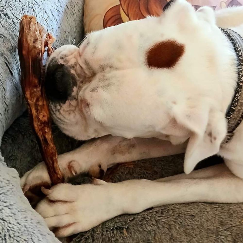 Shophie the boxer dog lying in bed with a kangaroo tail tip from Bonza Dog Treats