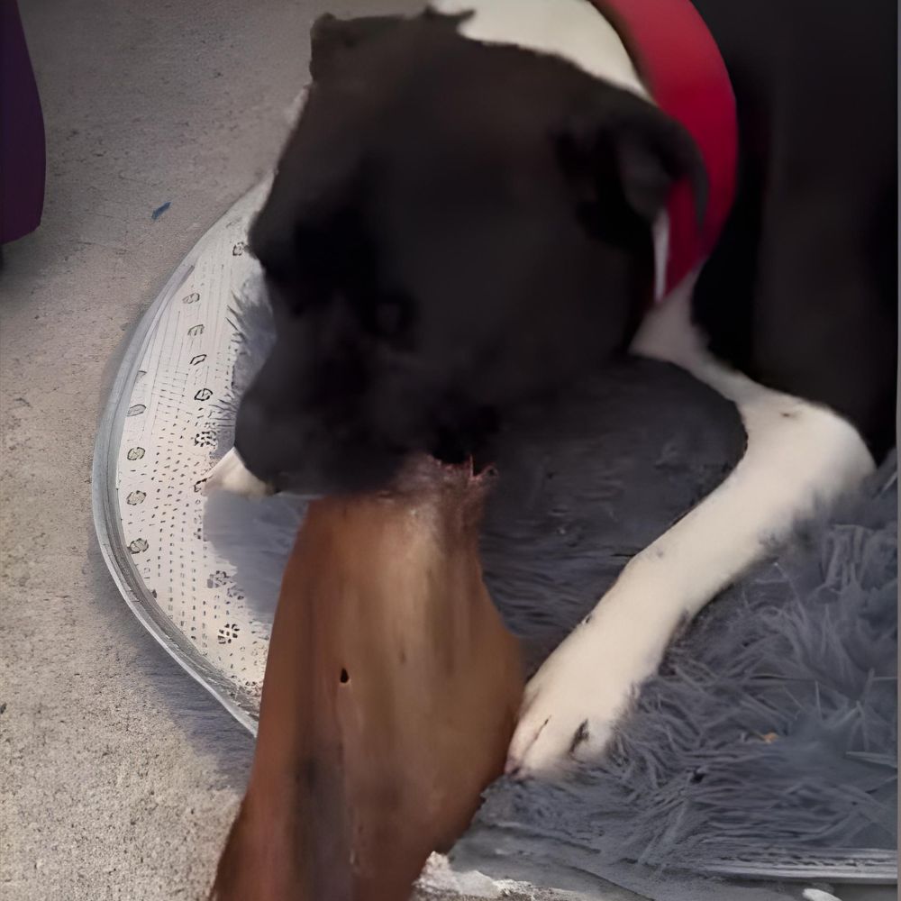 Staffy with large beef ear treat Bonza Dog Ttreats