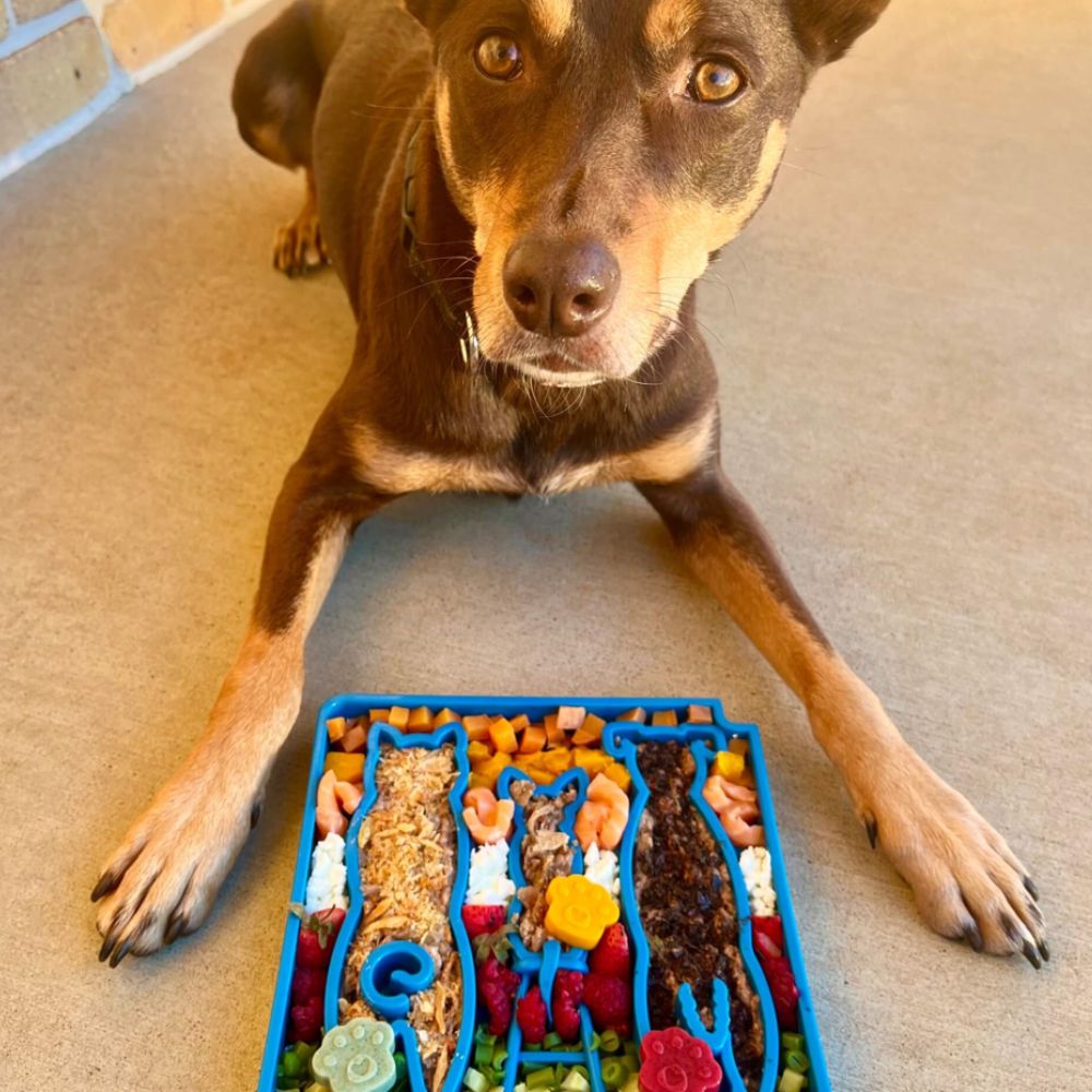 Sodapup Enrichment eTray enrichment slowfeeder  filled with dog food with Kelpie waiting to eat Bonza Dog Treats