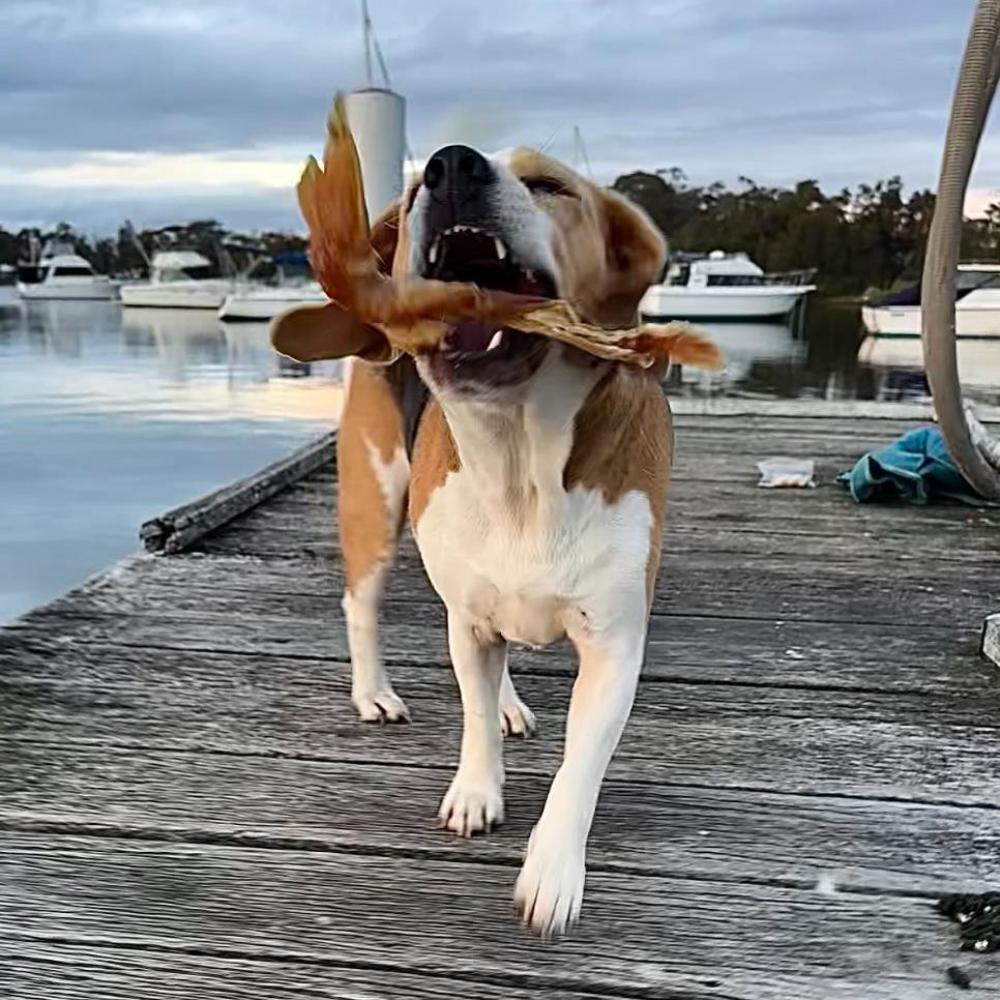 beagle on jetty with beef achilles tendon in mouth Bonza Dog Treats