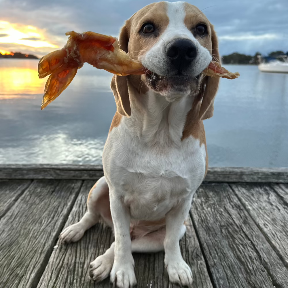 beagle sitting on jetty with beef achilles tendon in mouth Bonza Dog Treats