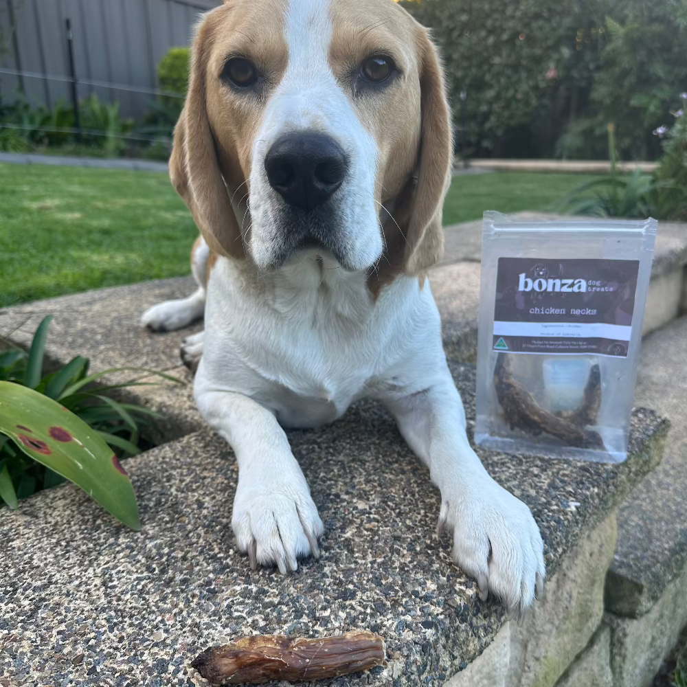 beagle with chicken neck Bonza Dog Treats