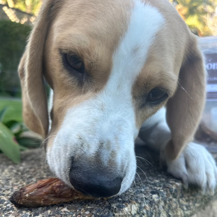 beagle eating chicken neck Bonza Dog Treats