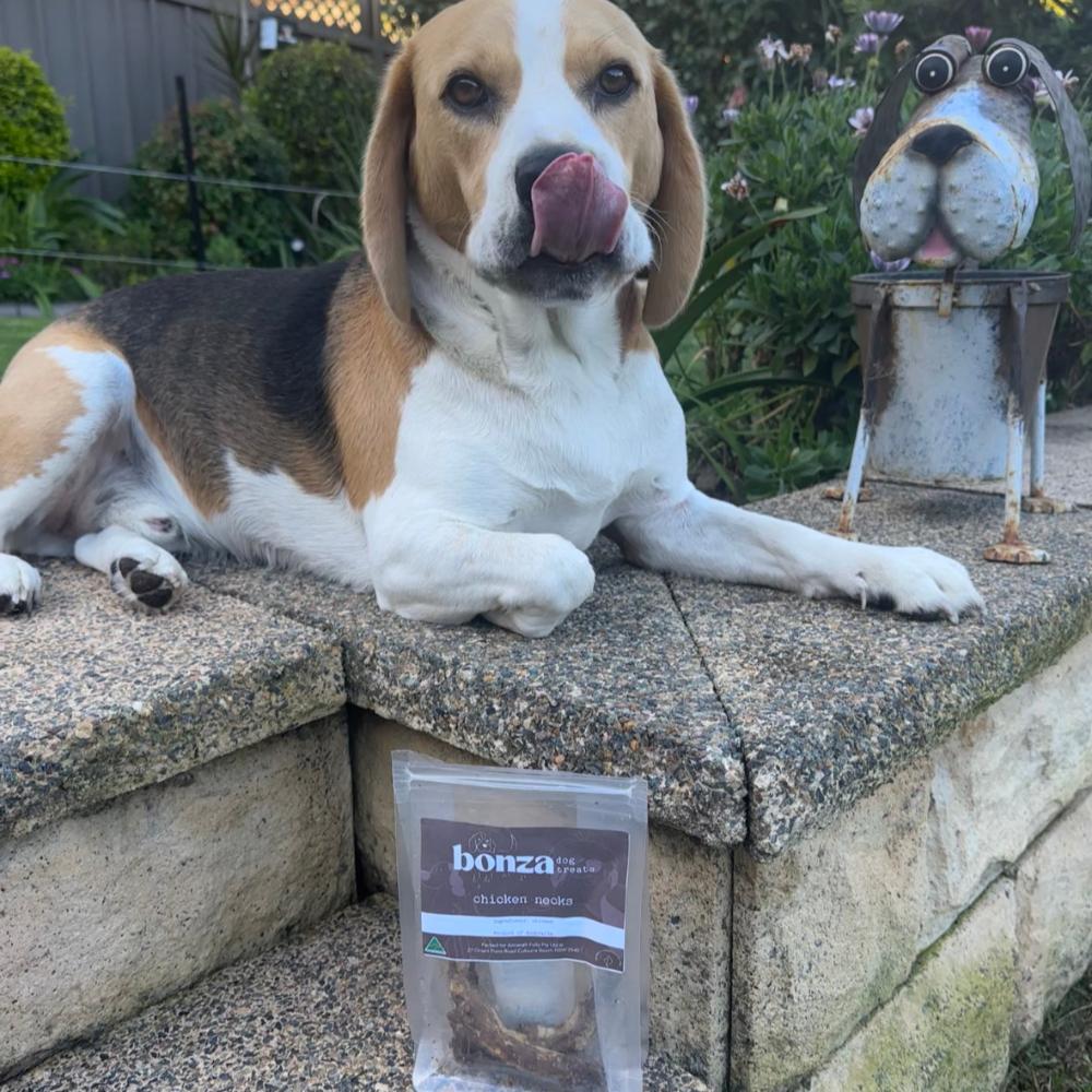 beagle with chicken neck Bonza Dog Treats