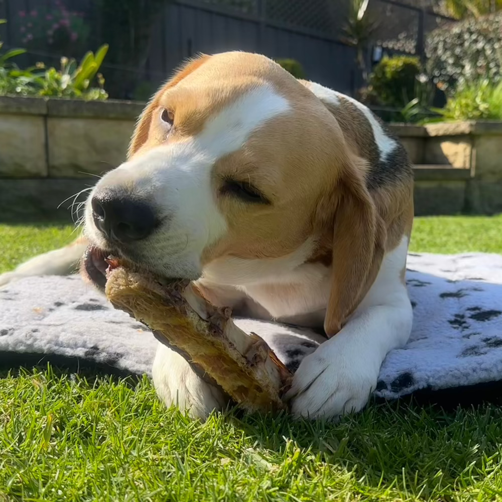 beagle eating mu lumbar in yard Bonza Dog Treats