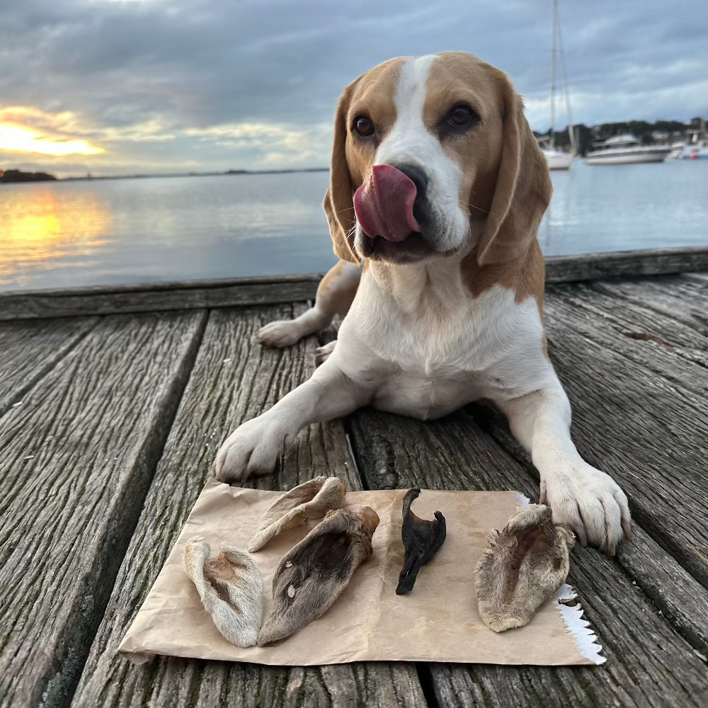 beagle on jettylicking lips with woolly lamb ears in front of him Bonza Dog Treats