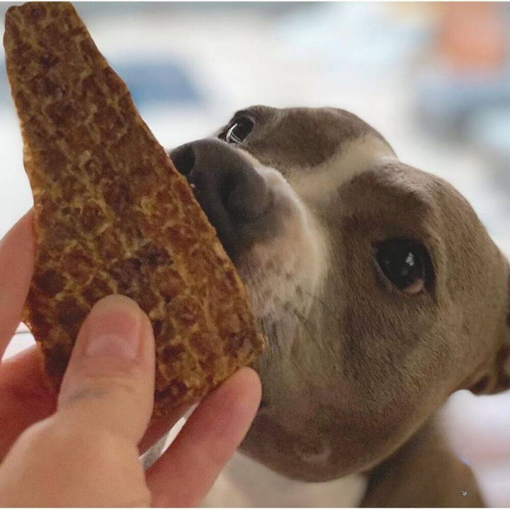 english staffy with a piece of lamb lung crisp offal dog treat Bonza Dog Treats