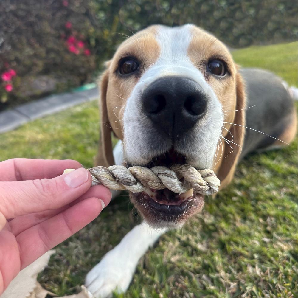 beagle about to eat a ling twist Bonza Dog Treats