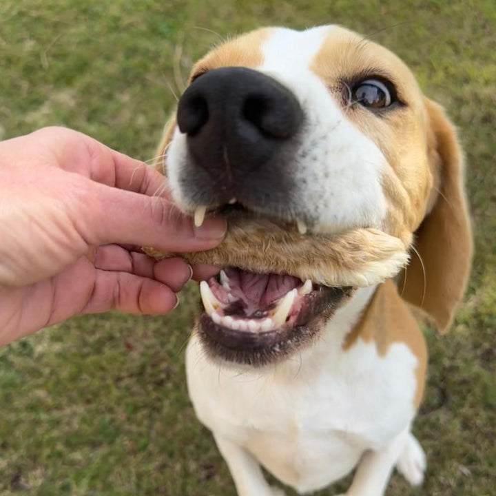 beagle with furry rabbit foot in mouth Bonza Dog Treats