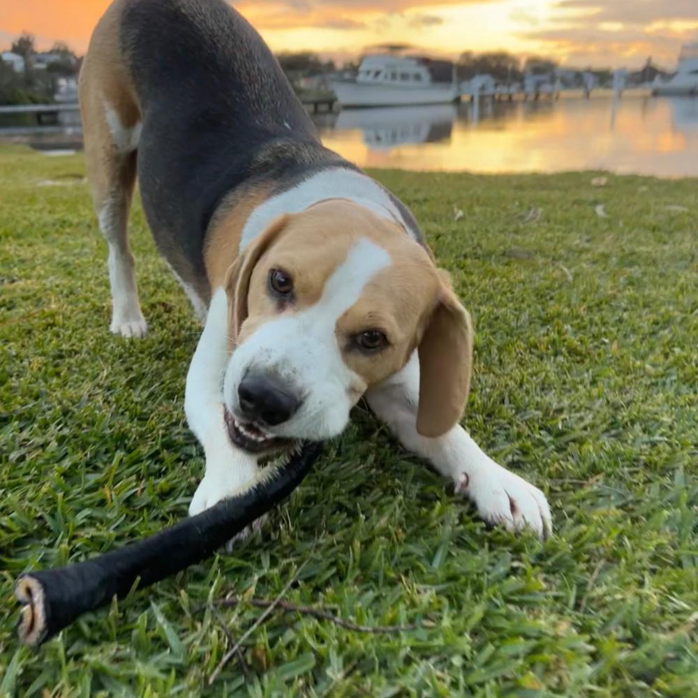 beagle on grass with hairy beef scroll in mouth playful Bonza Dog Treats