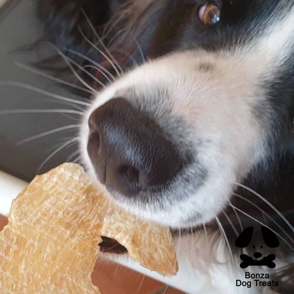 Border Collie enjoying chicken breast fillet chicken jerky chicken dog treatnatural healthy dog chew Australian meat