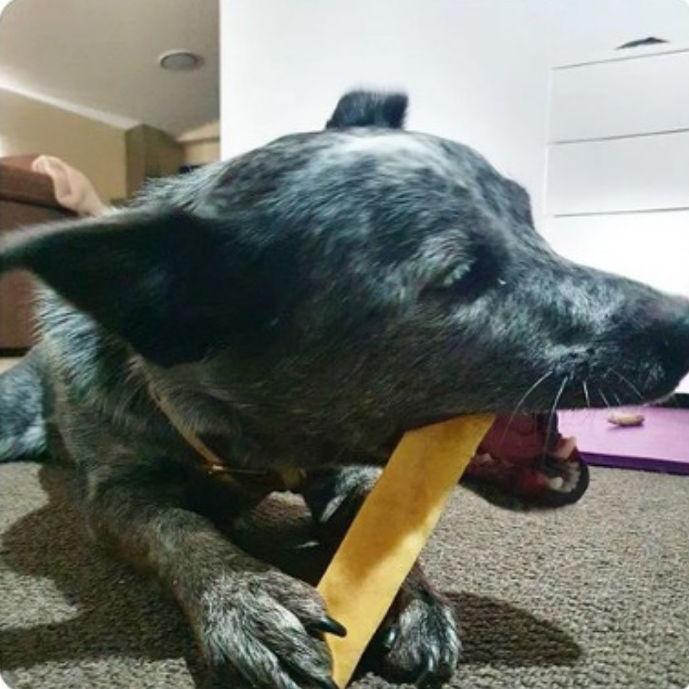 Sky the blue cattle dog with Bonza Dog Treats himalayan chew