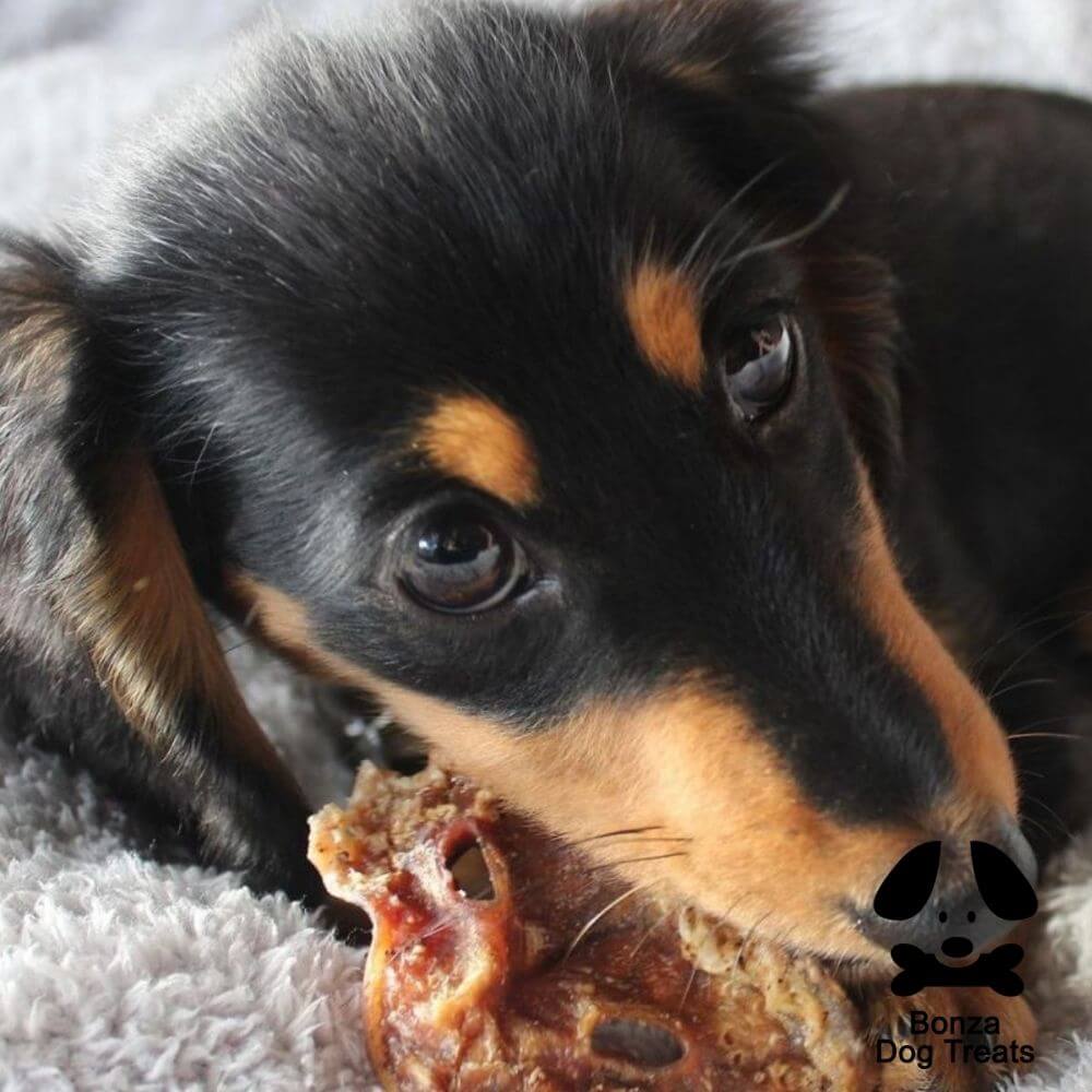 Dachshund eating pig snout Bonza Dog Treats