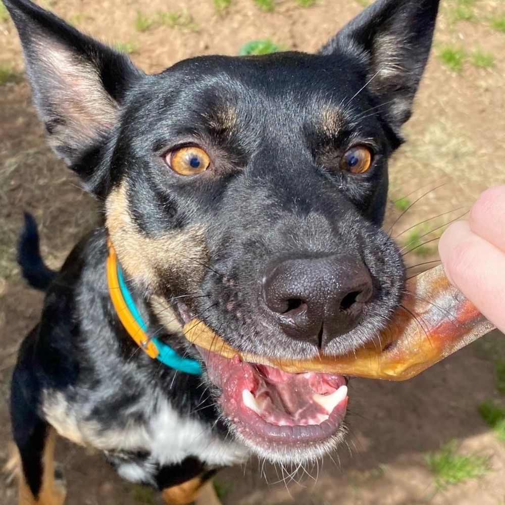 Kelpie being given a goat trotter from Bonza Dog Treats