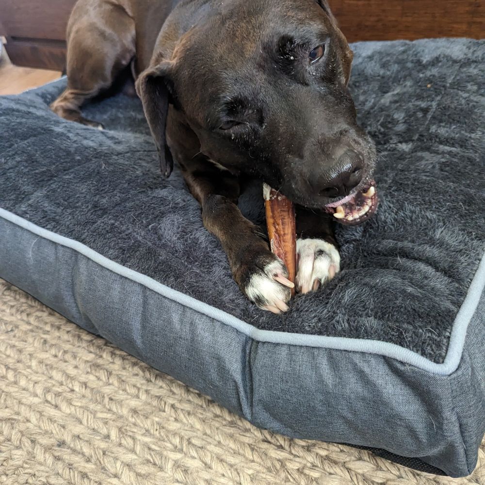 Dog on dog bed chewing jumbo bully stick Bonza Dog Treats