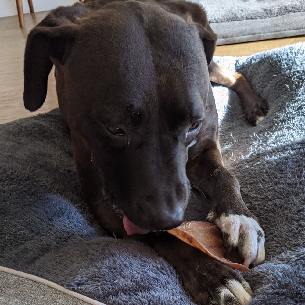 Staffy enjoying pig ear Bonza Dog Treats